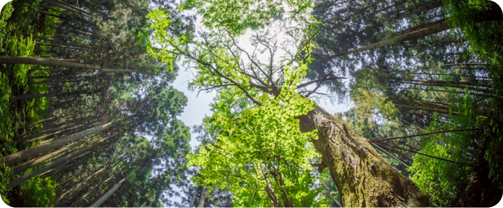 egyeni-eletmod-tanacsadas-drlazivitality